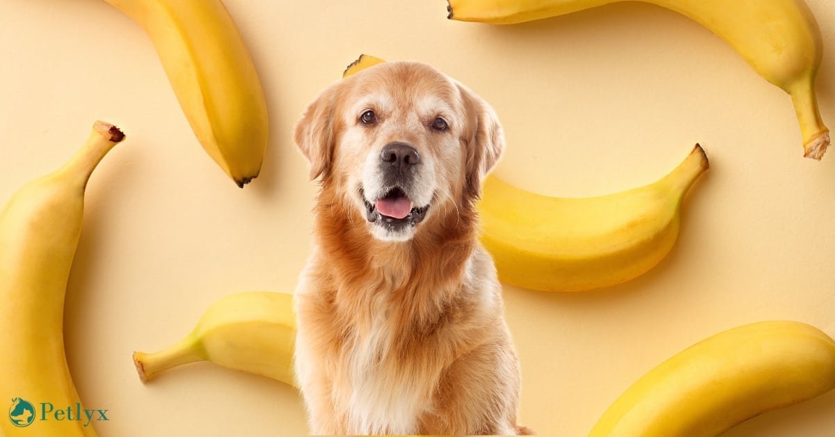 Can Dogs Eat Bananas