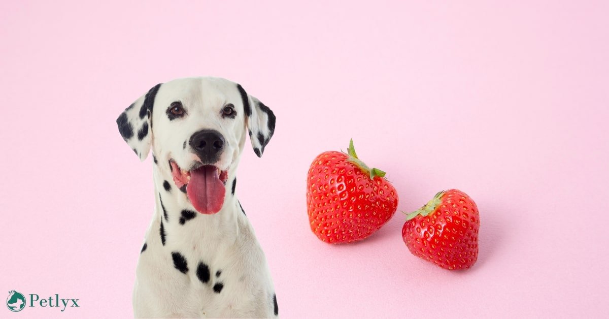 can dogs eat strawberries