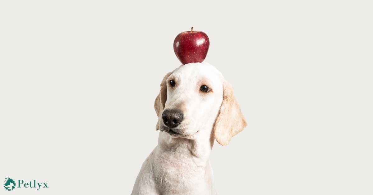 can dogs eat apples