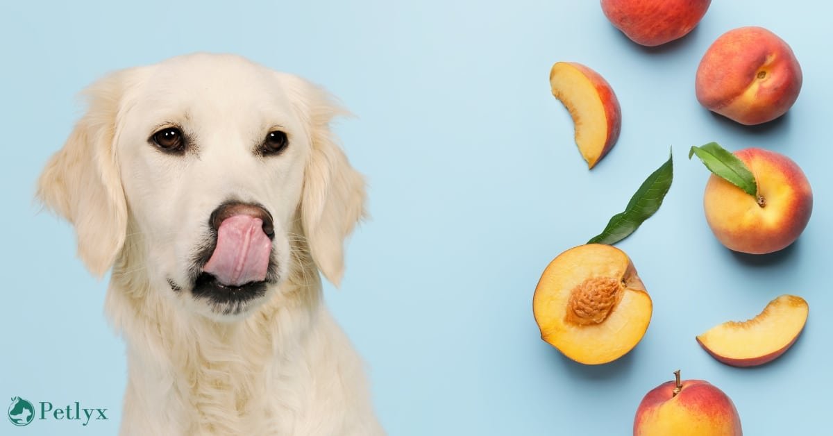 Can Dogs Eat Peaches