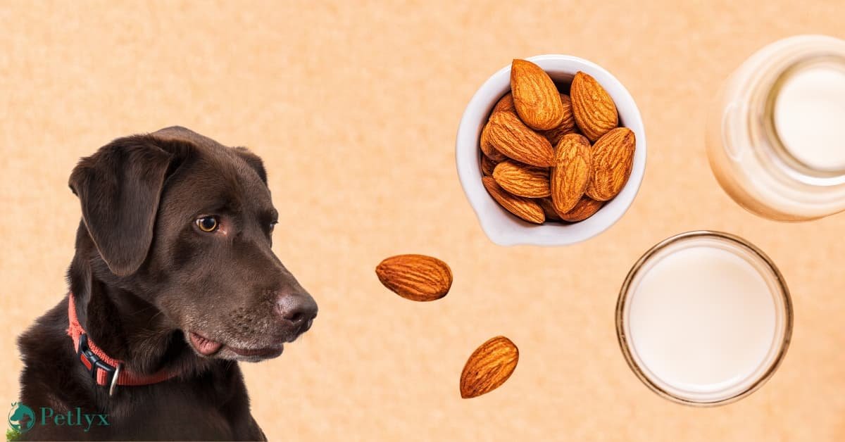 Can Dogs Drink Almond Milk