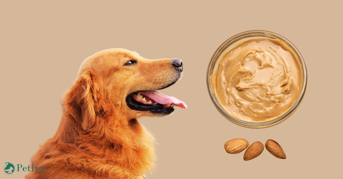 can dogs eat almond butter