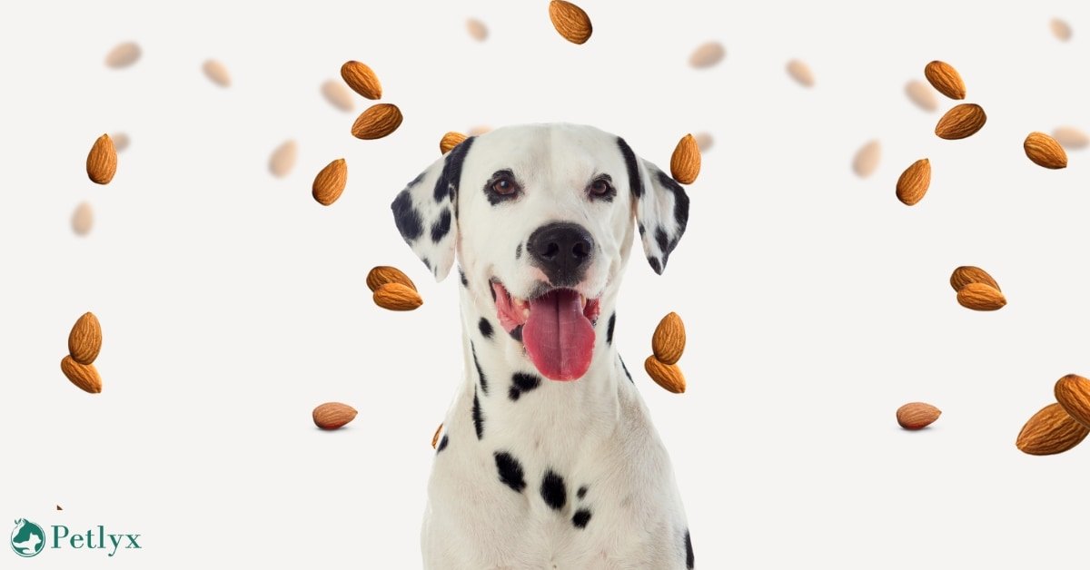 can dogs eat almonds