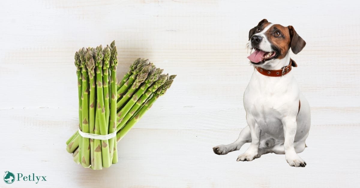 can dogs eat asparagus