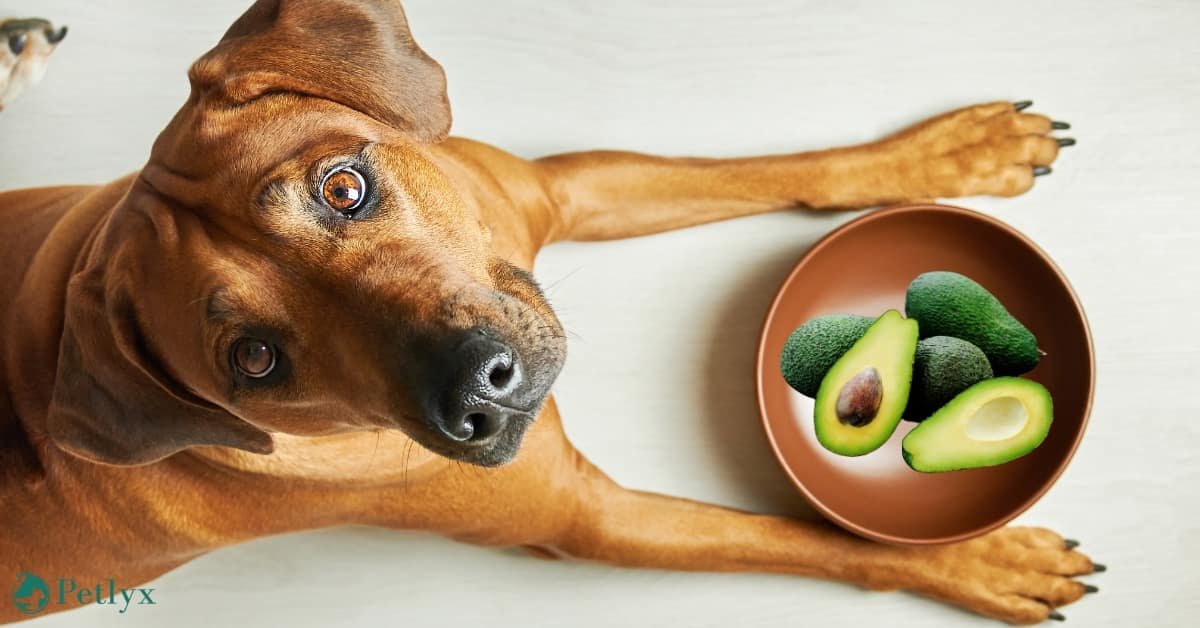 can dogs eat avocado