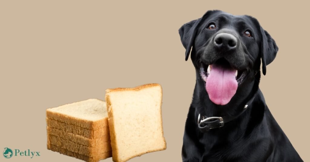 can dogs eat bread