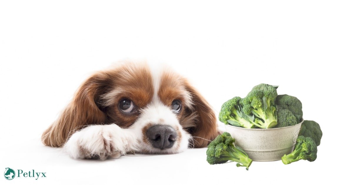 Can Dogs Eat Broccoli