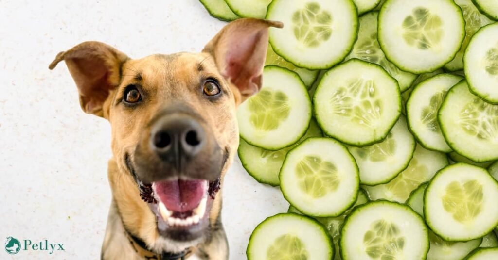 Can Dogs Eat Cucumbers