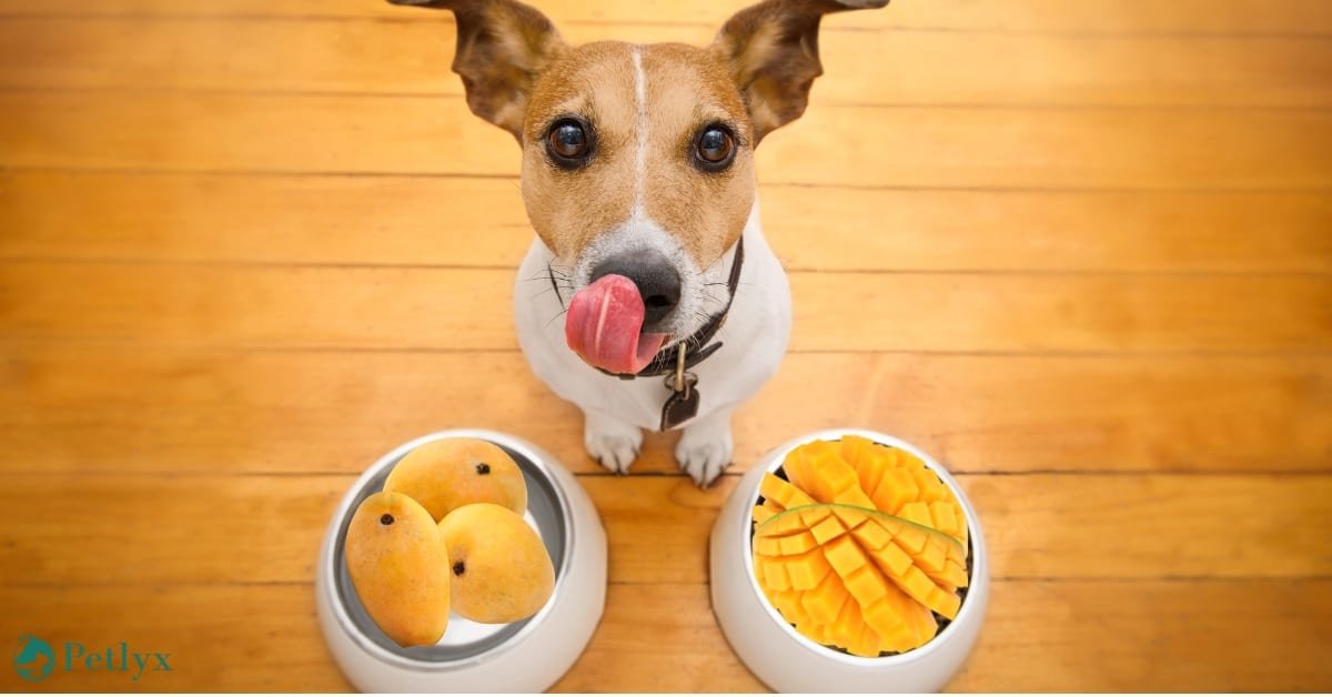 can dogs eat mango