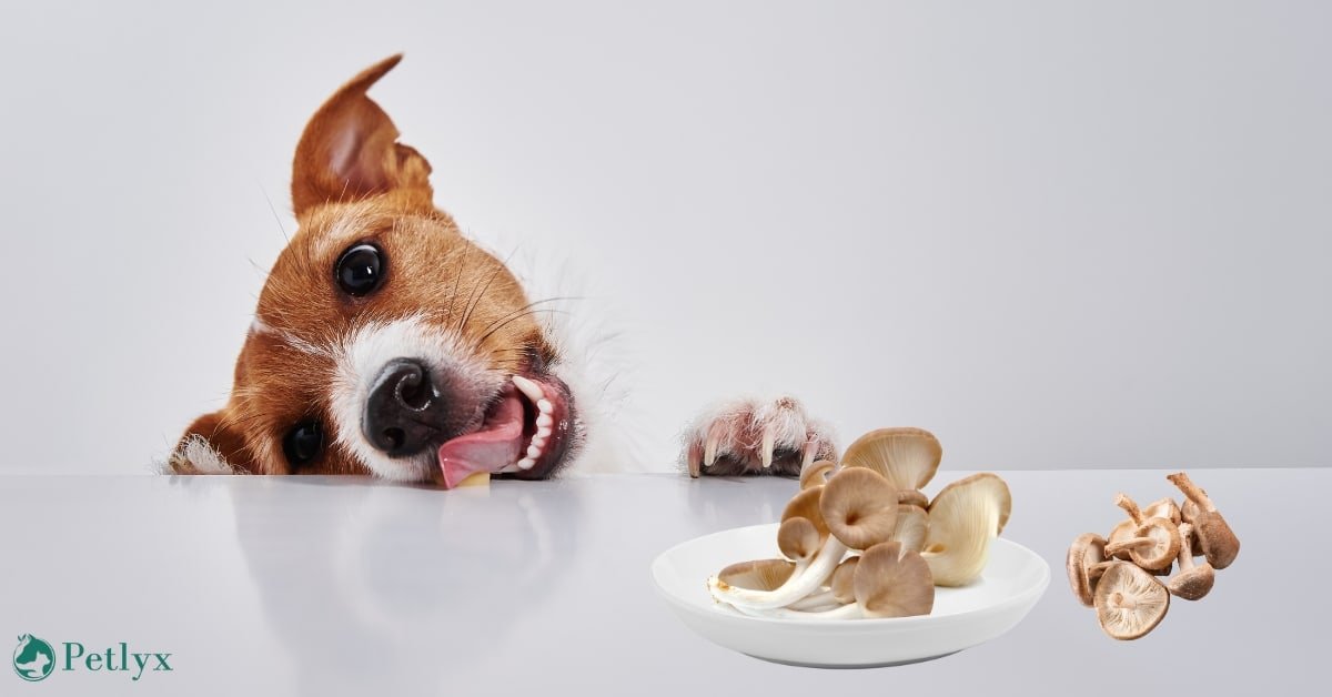 can dogs eat mushrooms