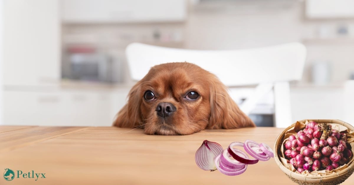 Can Dogs Eat Onions