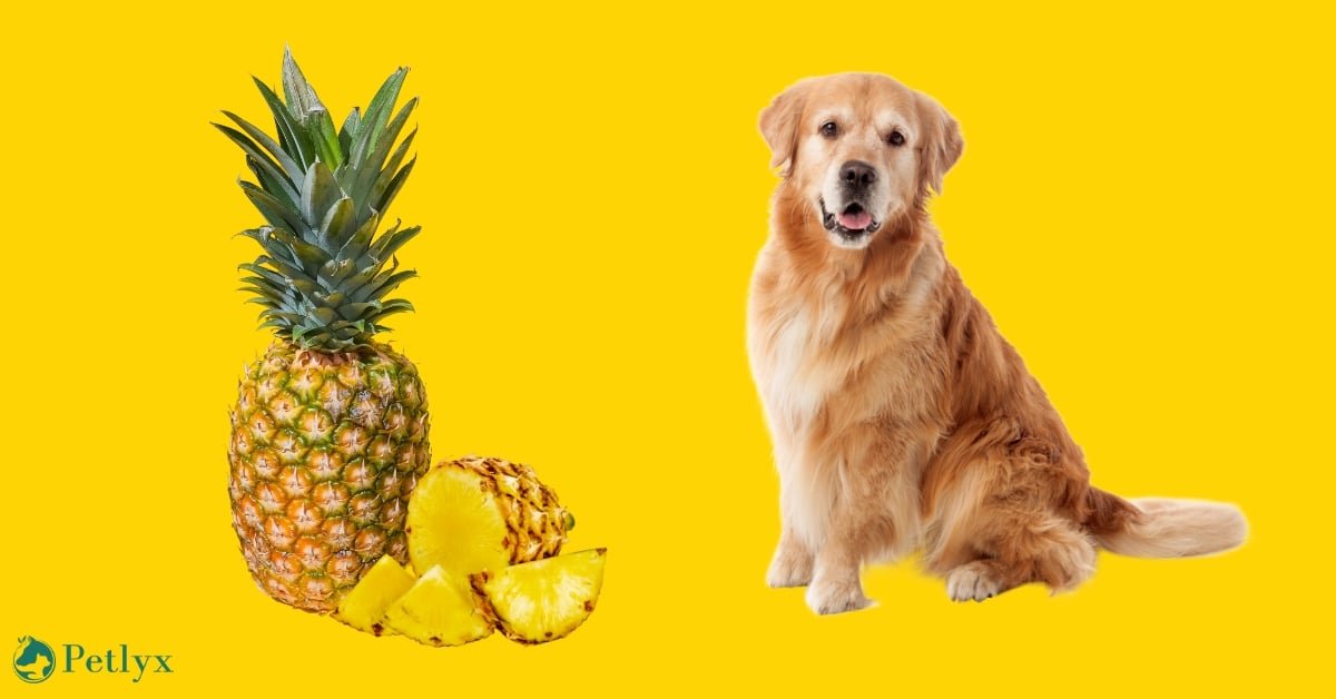 Can Dogs Eat Pineapple