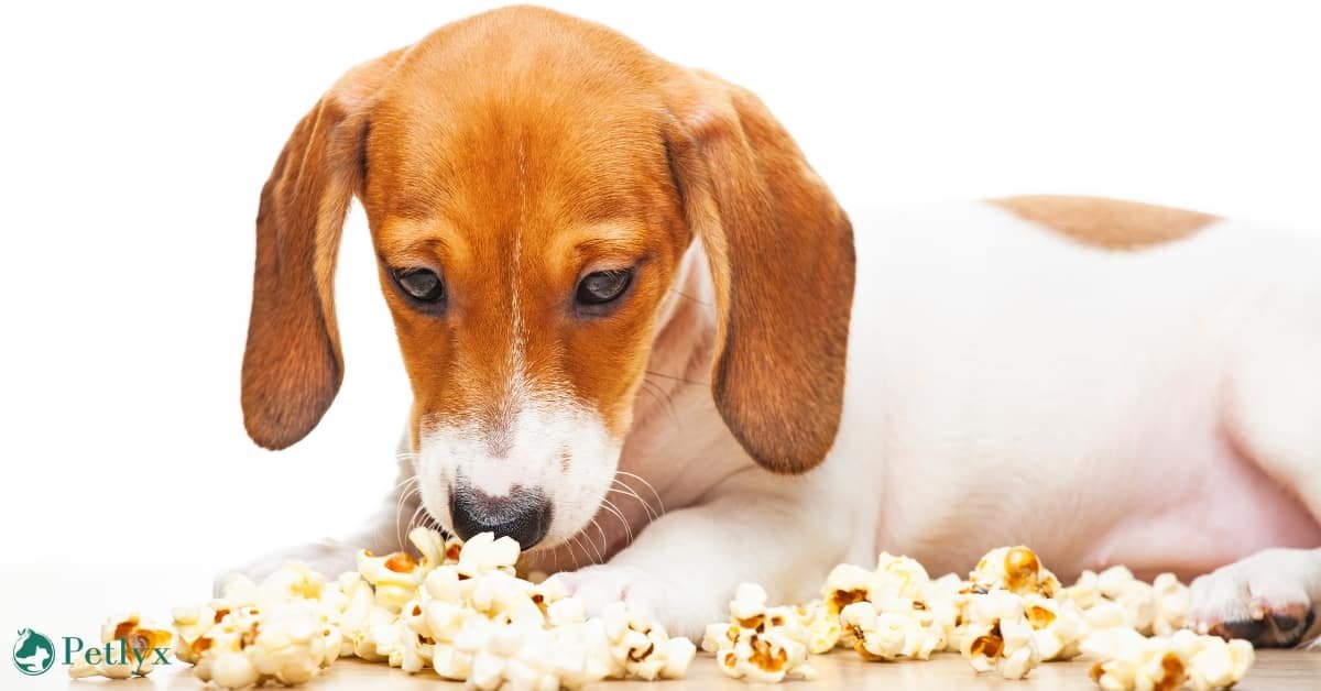 can dogs eat popcorn