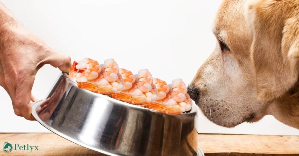 can dogs eat shrimp