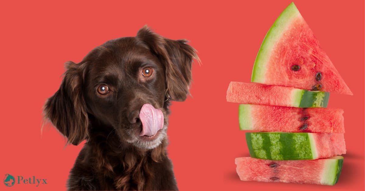 can dogs eat watermelon