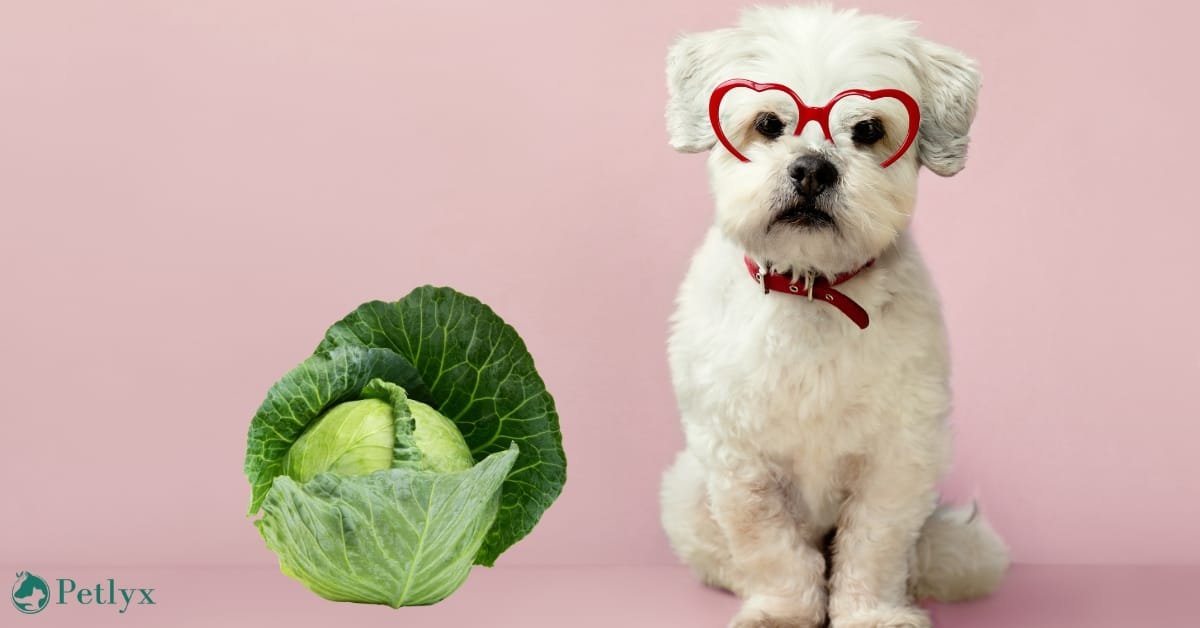 can dogs eat cabbage