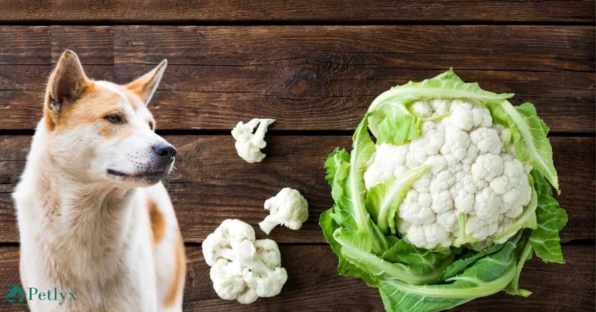 can dogs eat cauliflower