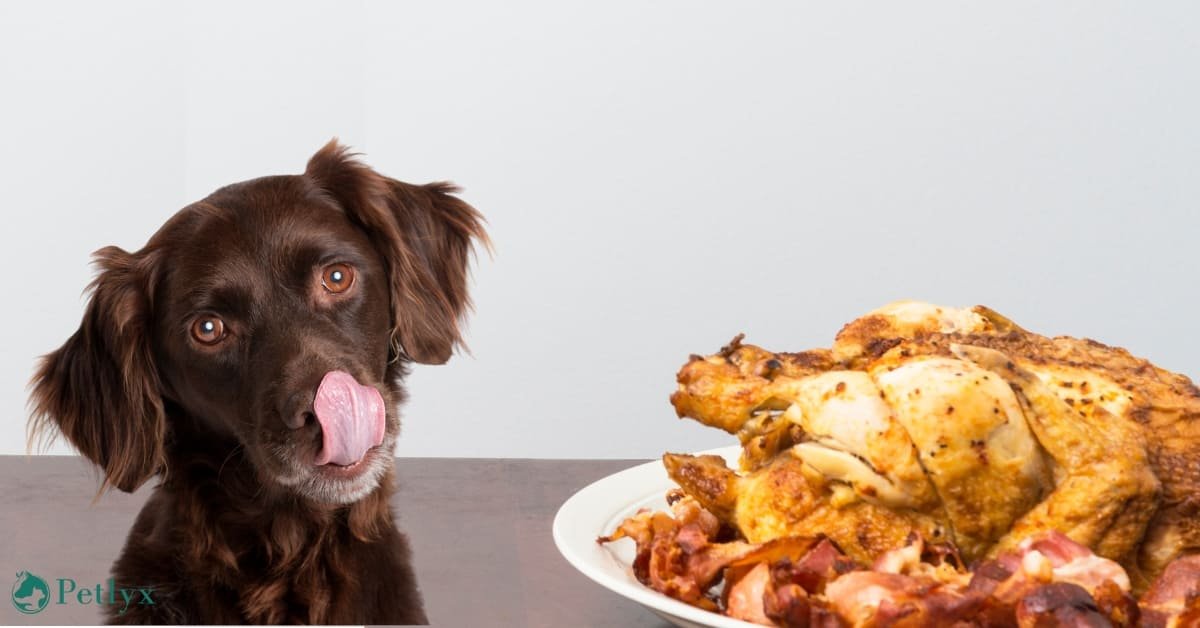 can dogs eat chicken