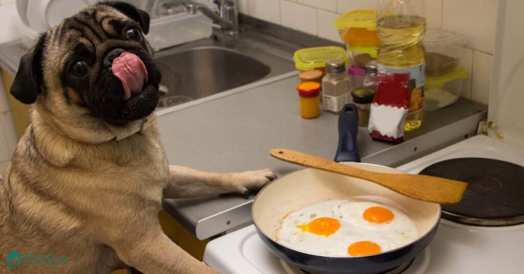 can dogs eat eggs