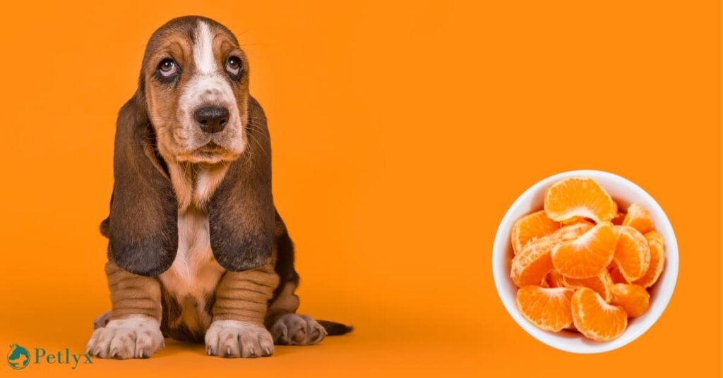 Can Dogs Eat Oranges