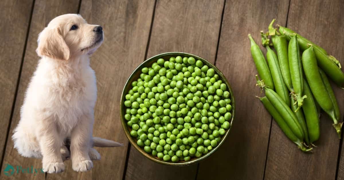 Can Dogs Eat Peas