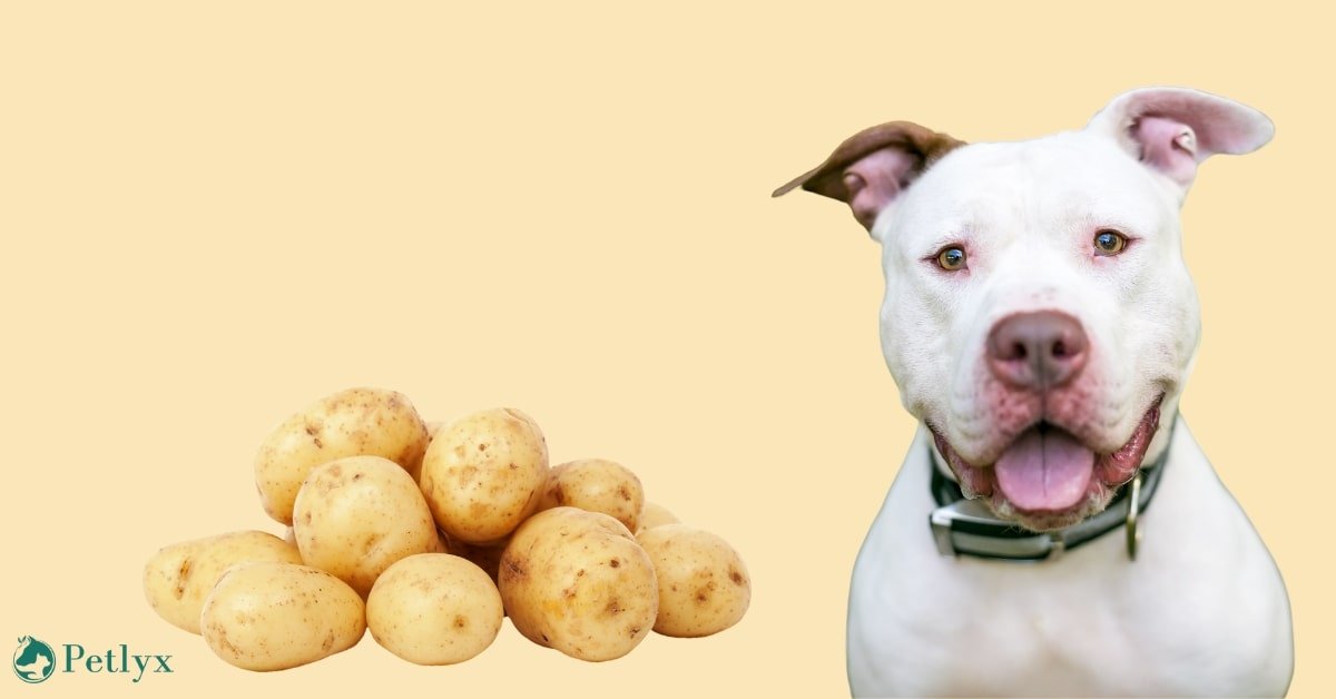 can dogs eat potatoes