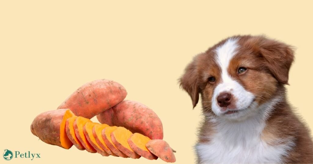 can dogs eat sweet potatoes