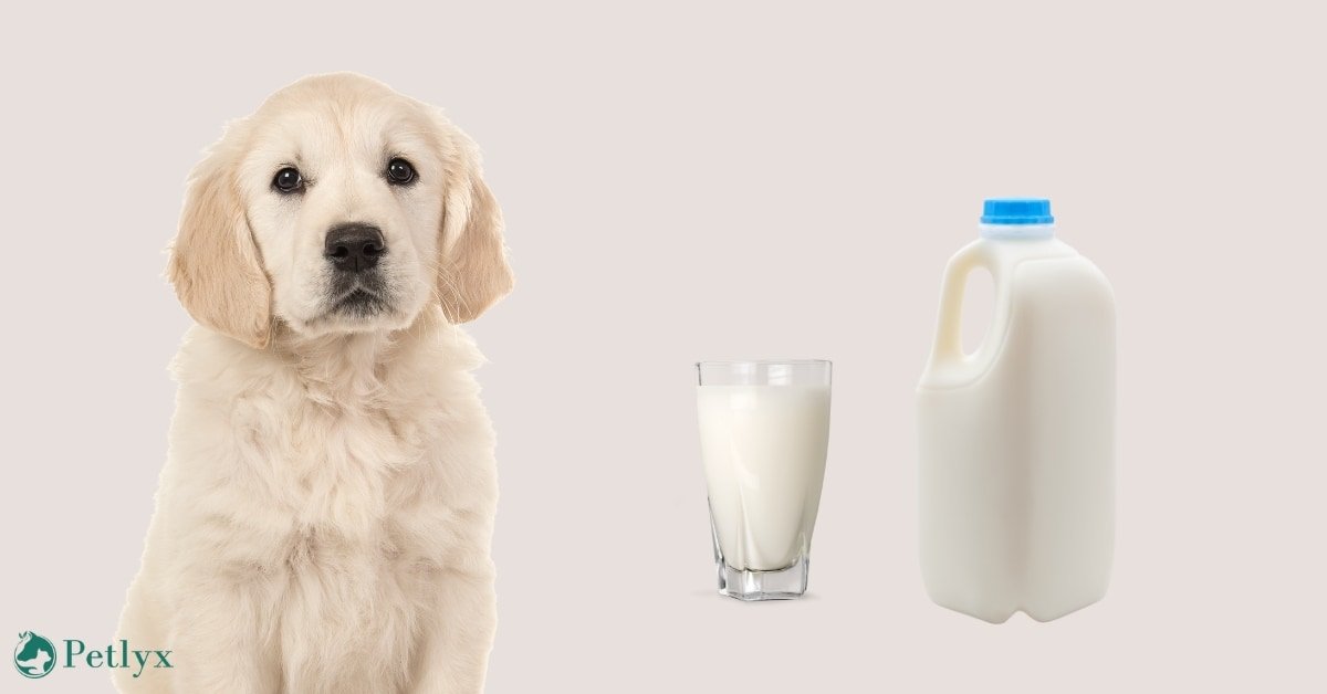 can dogs drink milk