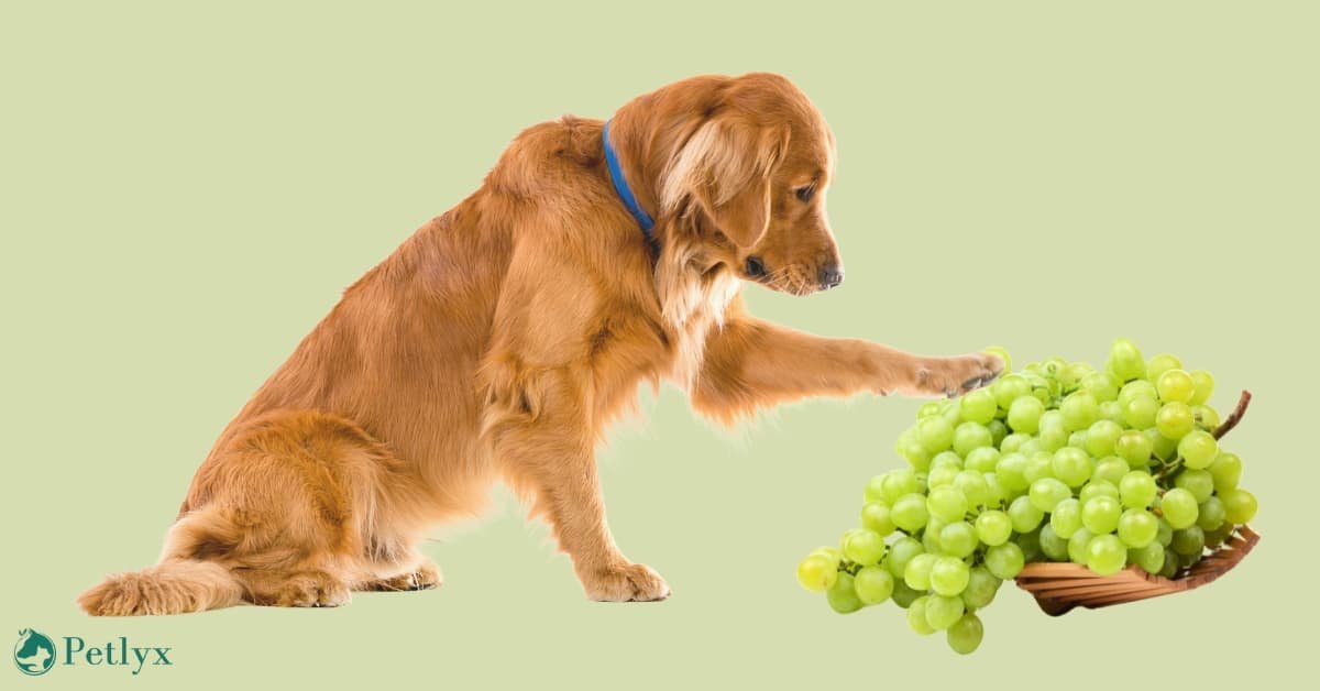 can dogs eat grapes