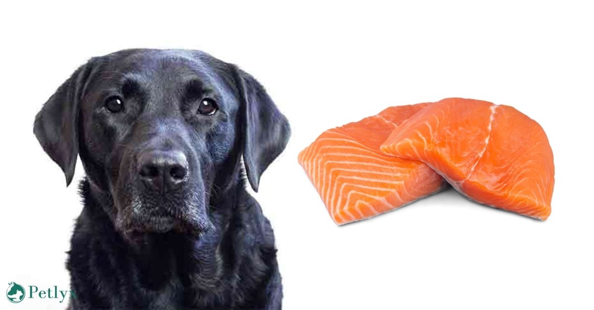 can dogs eat salmon