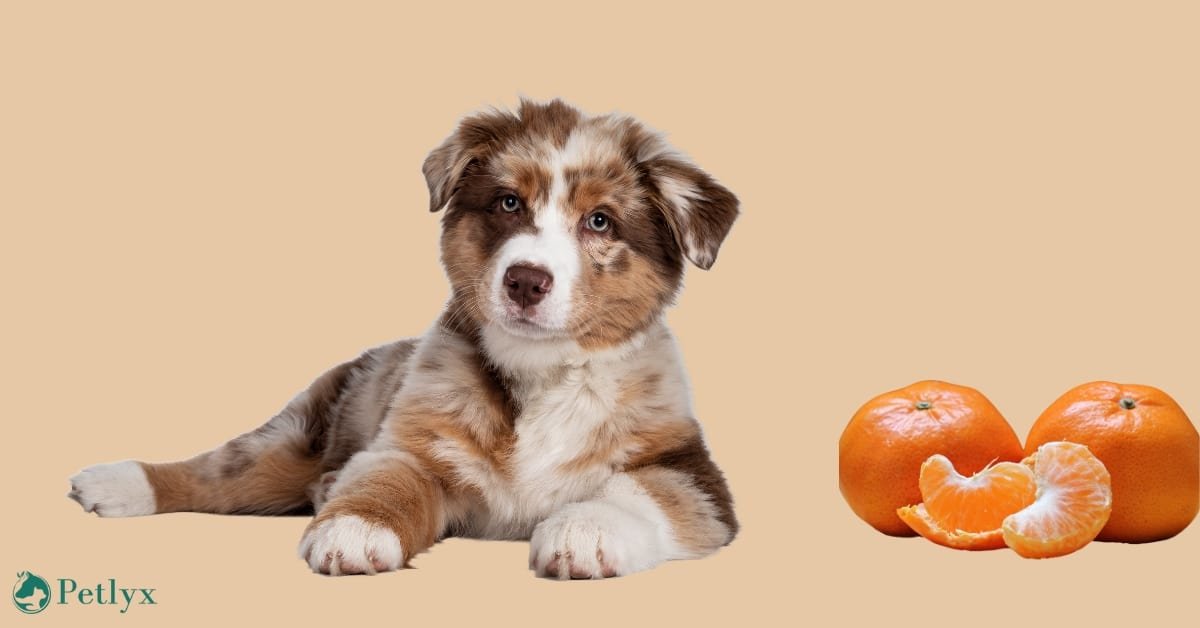 can dogs eat tangerines