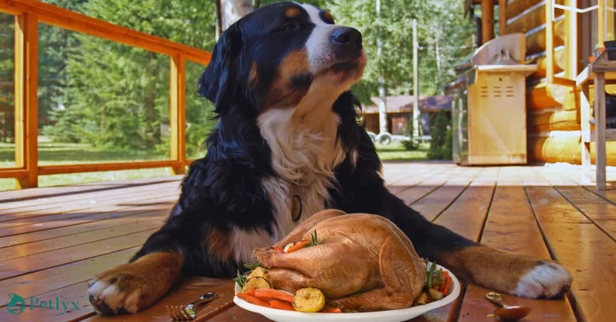 Can Dogs Eat Turkey