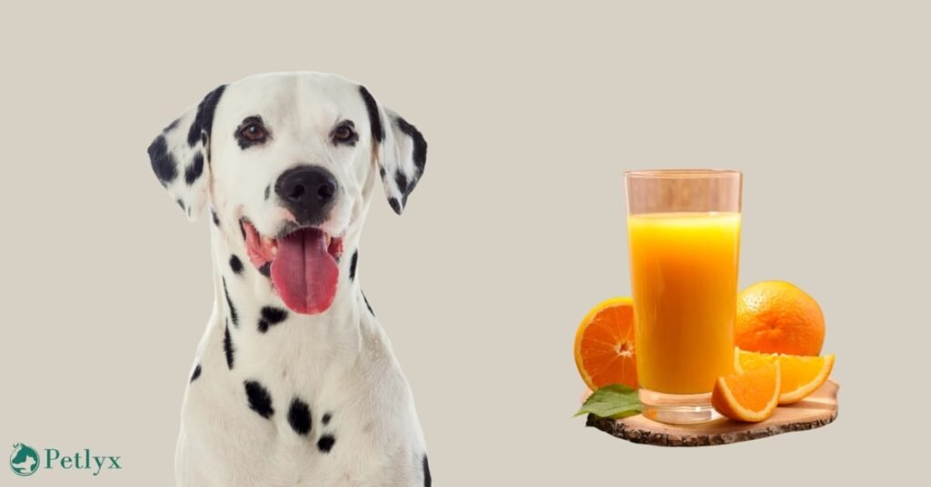 can dogs have orange juice