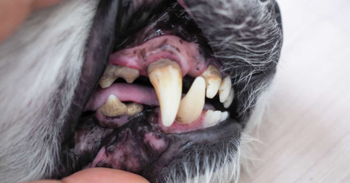 dog tooth extraction cost