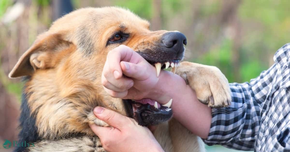 how long does it take for a dog bite settlement