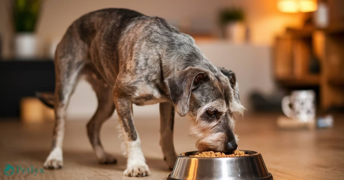 how to help my senior dog gain weight