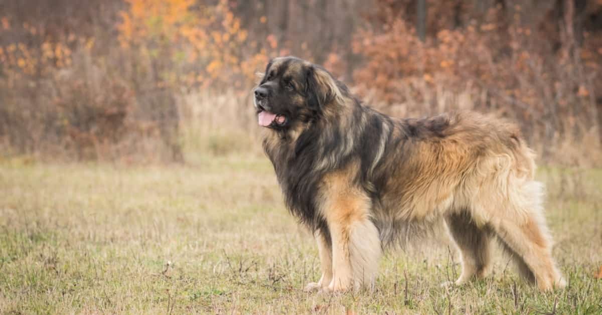 Leonberger Dog