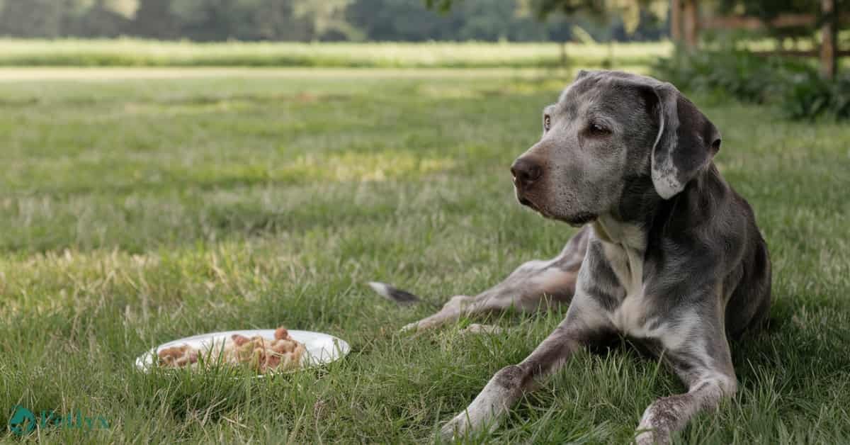 older dog losing weight