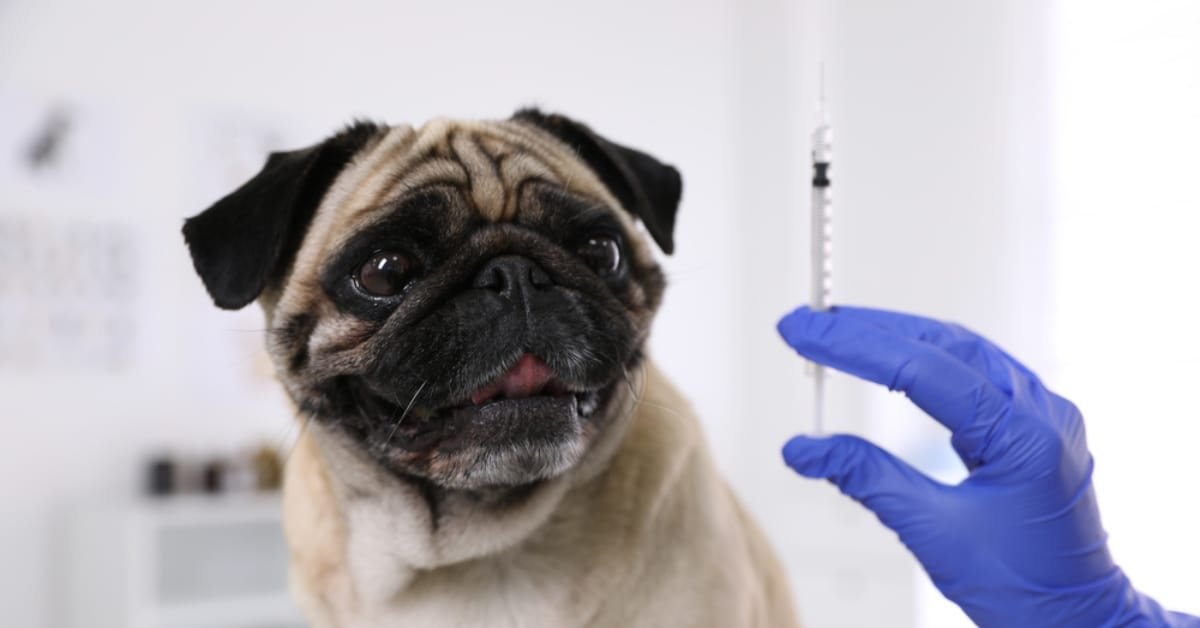 how often do dogs need rabies shots