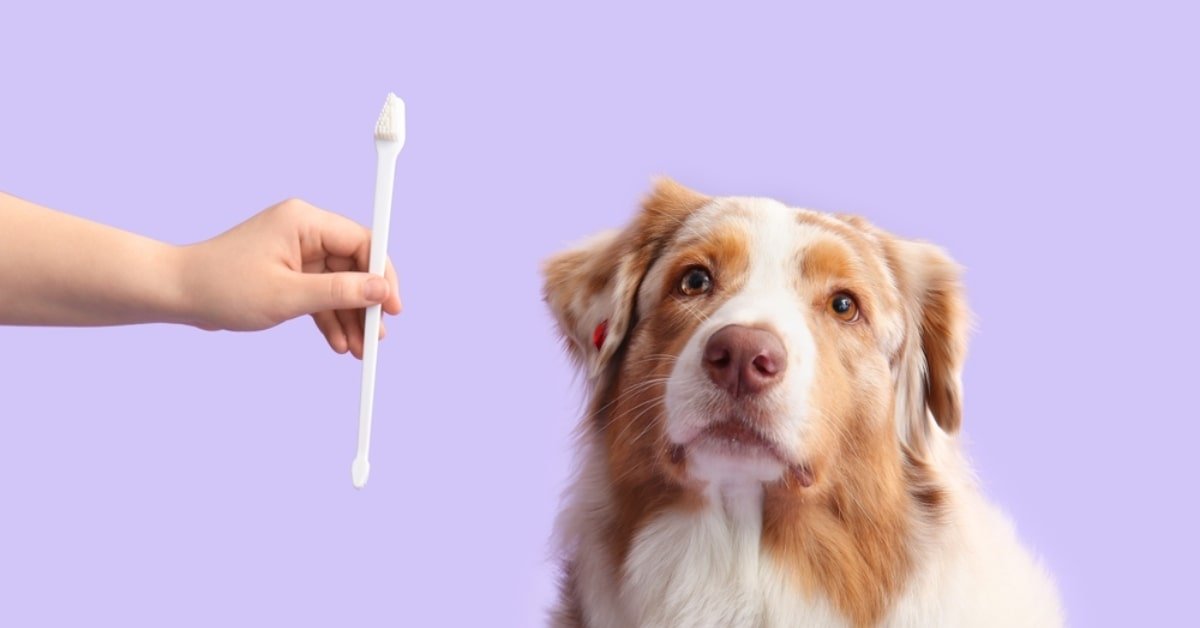 how to brush dog teeth