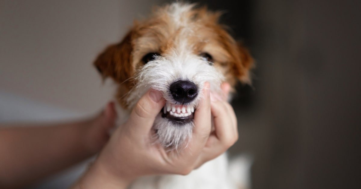 how to clean dog teeth without brushing