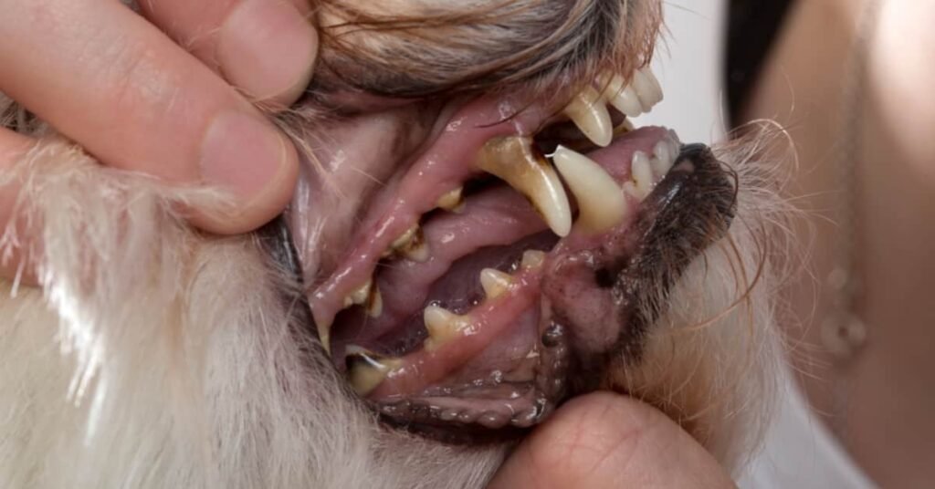 How To Clean Plaque and Tartar Off a Dog’s Teeth?