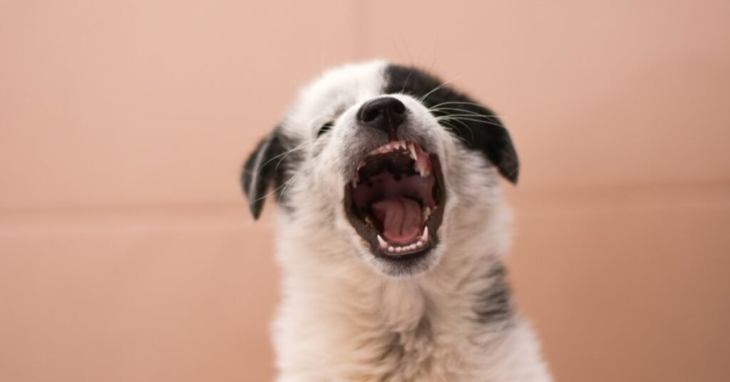 puppy teeth
