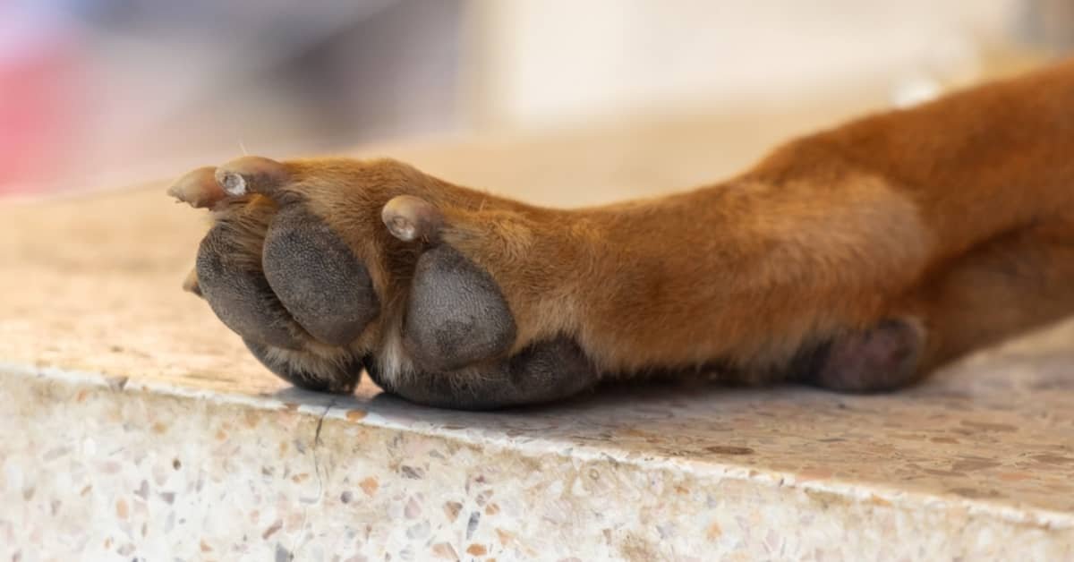 swollen dog paw