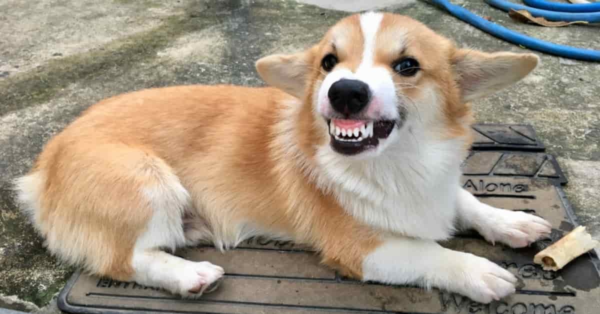 why do dogs chatter their teeth