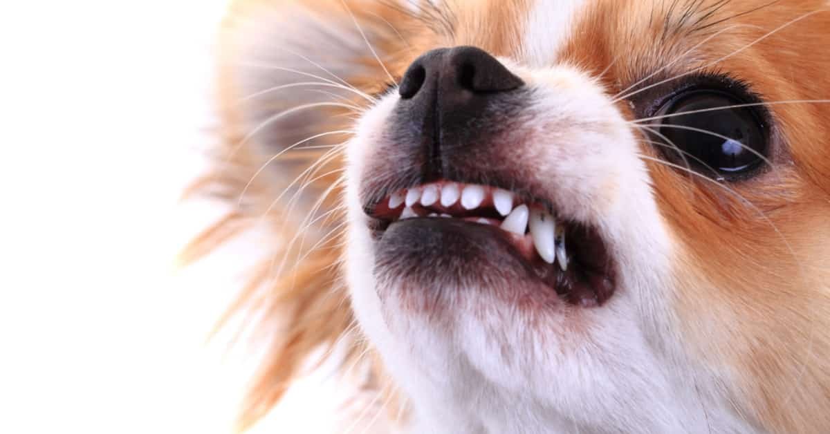 dog showing teeth